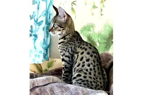 成約済の茨城県のサバンナキャット-110571の2枚目